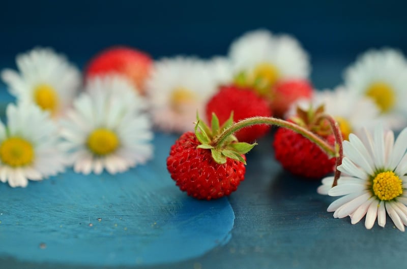 Forest Berries